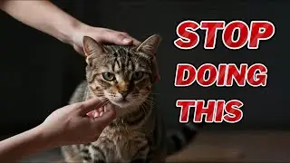 Why Cats HATE Being Petted Like This(Science Explains) #cat behavior#cats#cat psychology