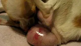 AMAZING BIRTH - Toy Chihuahua (Teacup Chiwawa)