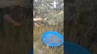 Suzi demonstrates one method of getting Buffalo Berries