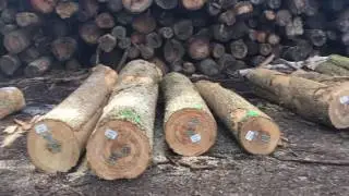 Fumigation in Process of Export Logs before loading-
