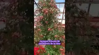 Pendiente de la reina con muchas flores😱#chorts