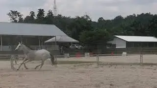 Trail horse