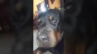 #trend #funny #speakpug #mypug #pug #memes #fyp #pets #rottweiler