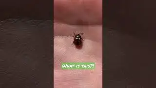 HELP! Better than GOOGLE?! What kind of #beetle is this??? #identification