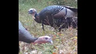 Bobcat, bucks, opossum, fox, blue heron, turkeys.