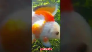 🌿🐠 Green Fish Tank with Natural Slow Motion