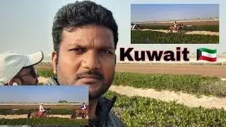 Horse 🐎 racing in Kuwait 🇰🇼. mdruhel officials. please watch videos