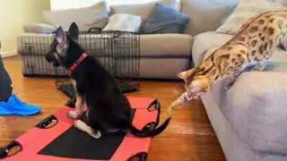 Cheyenne GSD Pup Crate To Place Training