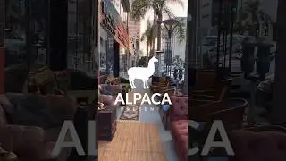 Alpaca Hookah Tasting Event