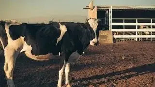 sound effect pictures mooing video effects picture ambient realistic animal sounds cows cow videos