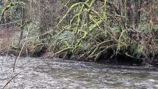 Goldstream provincial park Canada, Stream sounds for relaxing and sleeping.