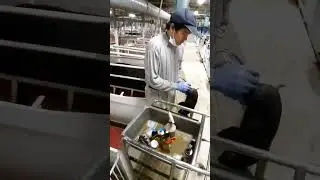 Castration of piglets in  Japan 🇯🇵 #shorts #pig #japan