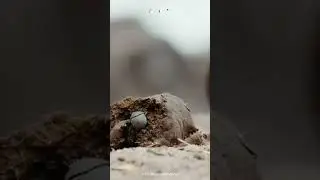 Hard Story of the Dung Beetle (part 1)