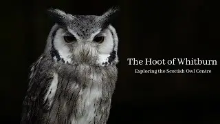The Hoot of Whitburn: Exploring the Scottish Owl Centre