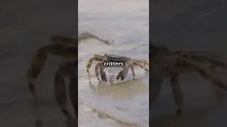 WILD Sand Crab Secrets You Never Knew!  #amazingfacts #naturecuriosities #animals #facts #wildlife