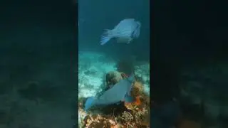 Ikan bayan benjol