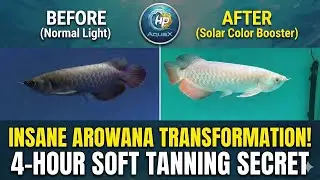 Golden Arowana Color Secrets: Standard LED vs. Solar Color BOOSTER (1-Year Tanning RESULTS!)