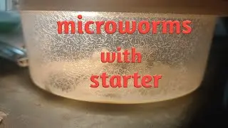 LF series.Episode_4 Microworms with starter culture (Tamil)