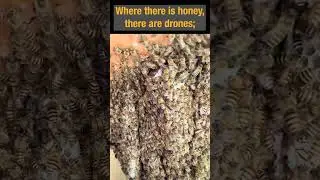 Male Japanese honeybees (Apis cerana japonica) were eating honey.
