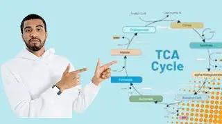 TCA Cycle (Krebs Cycle) &ndash; Explained Step by Step | Biochemistry Made Easy