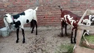 Chat Par milk shop free of powder