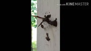 Hornest bees nest making process in 3 hours..