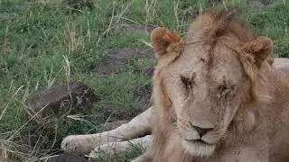 Protecting the Savannah Lions: Conservation Efforts to Save Africa&rsquo;s Kings