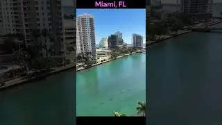 Miami manatee parade
