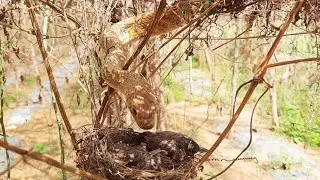Massive Snake Attack on SUPER ACTIVE Baby birds | bulbul bird Nest | Black headed bulbul | Day 8