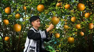 Camellia Seed Oil: China’s Ancient Edible Oil ｜中国最古老的食用植物油，它被称为东方橄榄油【山茶籽油】#山茶油 #山茶籽油｜龙弟很忙