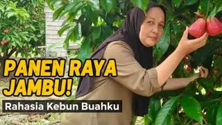 Panen Jambu Segar Langsung dari Pohon | Guava Harvest Indonesia