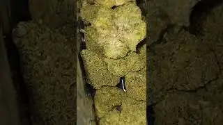 #peacenaturals SONIC  LEMON 🍋 FUEL ⛽️ 34%THC #medicalcannabis #cannabisdaily