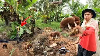 NAGLALAKIHANG COBRA PINAMAMAHAYAN ANG ABANDONADONG PALAYAN