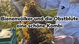 Bienenv&ouml;lker und die Obstbl&uuml;te Einzelvolkkontrolle in der Obstbl&uuml;te | IKT #6