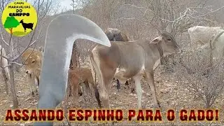 🔥 Assando Espinho de xique xique para o Gado | A Luta Diária Contra a Seca no Sertão
