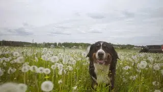 Border Collie Instincts Unleashed #BorderCollie #Herding #WildlifeDocumentary #DogBehavior #Nature