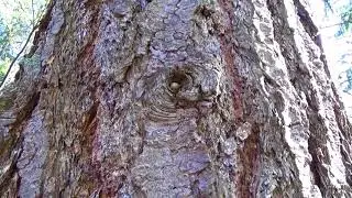 Intellectual Curiosity Video