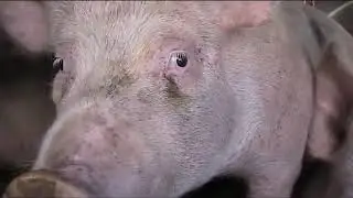 Tameside I highlighted the situation before #manchester pig save organisation 2013