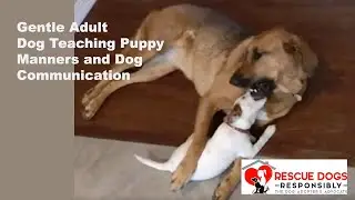 Gentle Adult Dog Teaching Puppy Manners
