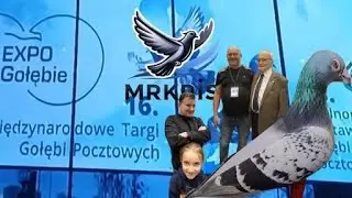 73rd National Pigeon Exhibition and International Pigeon Fair EXPO Gołębie. Katowice 2025. Poland.