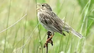 Corn Bunting (Emberiza calandra)