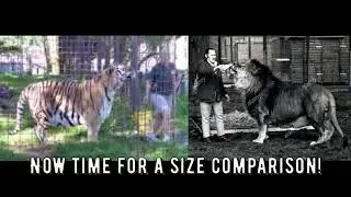 🐯835 lb Tiger Versus 🦁826 lb Lion: Size Comparison