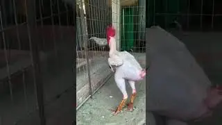 Nu&ocirc;i g&agrave; kiểu n&agrave;y nh&agrave;n lắm #shorts #chicken  #vnet