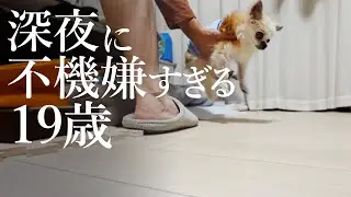 19歳チワワと15歳トイプー | 深夜に不機嫌すぎる19歳、ぜんぜん寝ませんね！！！！