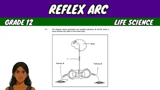 Reflex Arc | Grade 12 Life Science