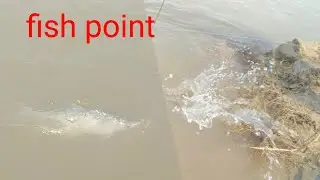 Fish point chenab fishing Gujrat Fishing 