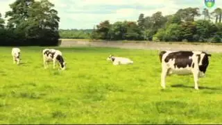 Cows & Climate Change!