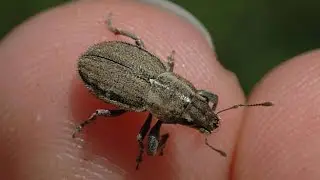 Tiny insect that can kill your ROSE PLANT | Fuller Rose  Beetle |Tiny World TV | Shorts