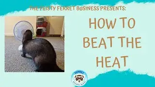 Keeping your Ferrets COOL in the HEAT
