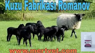 Romanov Kuzu Makinası